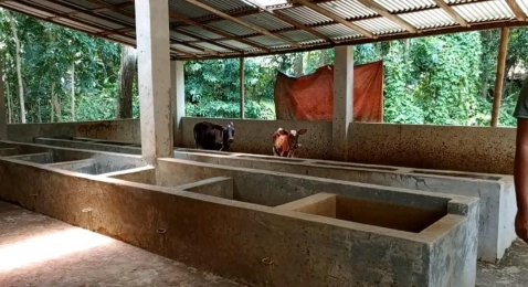 ফরিদগঞ্জে এক রাতে ১৪ টি গরু চুরি