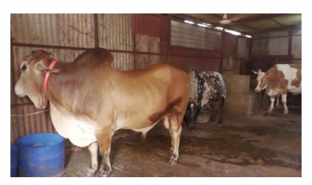 কোরবানির জন্য নীলফামারীতে পৌনে ৩ লাখ গবাদি পশু প্রস্তুত। 