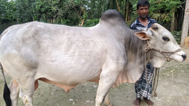 গরুর হাট কাঁপাতে প্রস্তুত নকলার নবাব