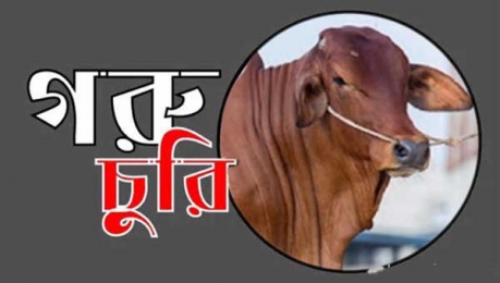 চৌগাছায় আবারও গরু চুরি নিতে না পেরে রেখে গেছে মাঠের মাঝে