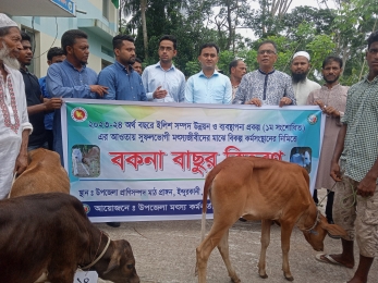 ইন্দুরকানীতে বকনা বাচুর ও ছাগল বিতরণ। 