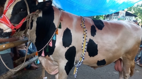 বগুড়ায় জমে উঠেছে কোরবানির পশুর হাট
