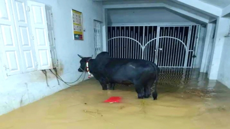 কুরবানির পশু কেনা হলেও ঈদের দিনে বন্যার কারণে কুরবানি দিতে পারেননি সিলেটের অনেকে 