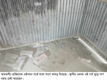আমতলীতে সাপের কামড়ে নারীর মৃত্যু,রাসেলস ভাইপার সাপের গুজব। 