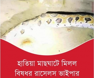 নোয়াখালীর দ্বীপ উপজেলা হাতিয়ার একটি মাছঘাটে বিষধর রাসেলস ভাইপার সাপের দেখা মিলেছে