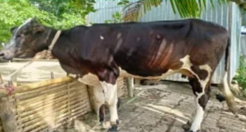 শরীয়তপুরে ১৮ মাস বয়সী একটি বাছুর থেকে পাওয়া যাচ্ছে ৩ লিটার দুধ