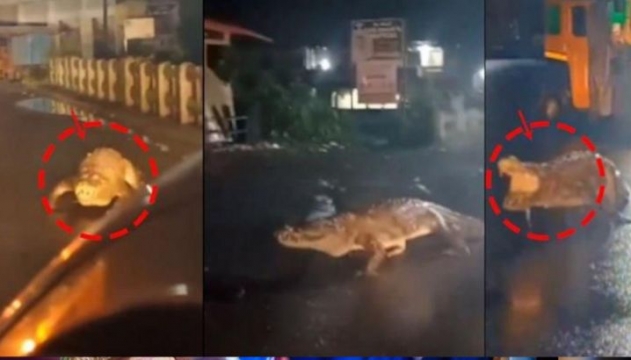 মহারাষ্ট্রের বৃষ্টির রাস্তায় 8 ফুট কুমিরের সন্ধান!