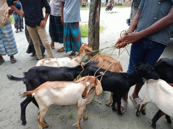 মৎস দপ্তরের ছাগল বিতরনে অনিয়মের অভিযোগ,উপজেলা চেয়ারম্যানের হস্তক্ষেপে বিতরণ স্থগিত।