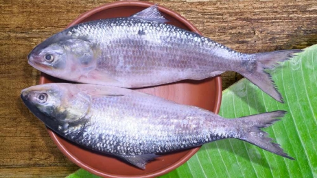 ইলিশের দাম বেশি কেন