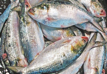 ভরা মৌসুমেও সাগরে মিলছে না ইলিশ