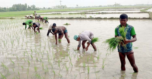 বৃষ্টিতে স্বস্তি ফিরেছে দিনাজপুরের চাষিদের, চারা রোপণে ব্যস্ত কৃষকেরা
