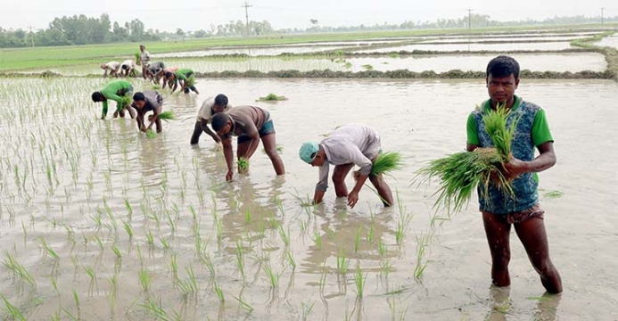 বৃষ্টিতে স্বস্তি ফিরেছে দিনাজপুরের চাষিদের, চারা রোপণে ব্যস্ত কৃষকেরা