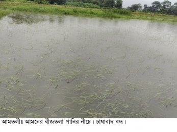 পানির নীচে আমনের বীজতলা। চাষাবাদ বন্ধ।