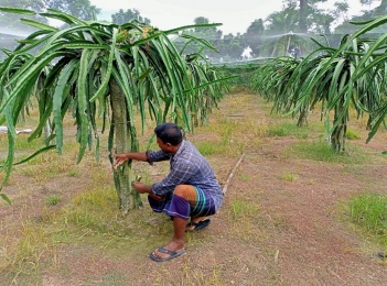 চৌগাছায় রাতের আঁধারে দুই বিঘা জমির ড্রাগন গাছ কেটে সাবার করেছে দুর্বৃত্তরা