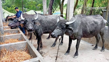 আমতলীতে তিনটি মহিষ লুটের অভিযোগ।
