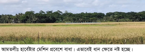  হারভেস্টার মেশিন প্রবেশে বাঁধা পাকা আউশ ধান নিয়ে বিপাকে কৃষক।
