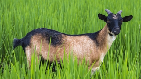 ধানক্ষেতে ছাগল, সংঘর্ষে আহত ৬