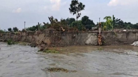 অবৈধভাবে বালু উত্তোলনের ফলে পদ্মায় তীব্র ভাঙনের হুমকিতে দুইশত পরিবার।