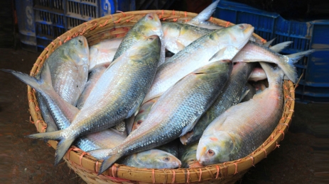  ভারতে অবশেষে যাচ্ছে ৩ হাজার টন ইলিশ