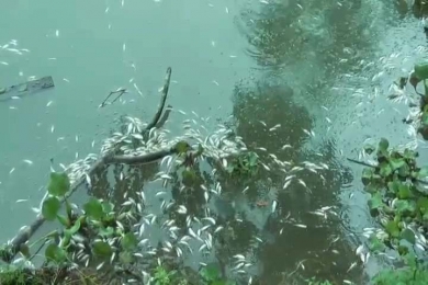 নলছিটিতে মাছের ঘেরে বিষ প্রয়োগ করে মাছ মারার অভিযোগ।