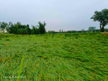 কৃষকের স্বপ্ন যেন মাটিতে মিশে গেলো