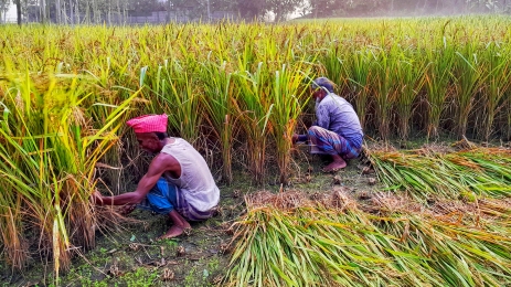 লালমনিরহাটে আগাম জাতের আমন ধান কাটার উৎসব শুরু হয়েছে।