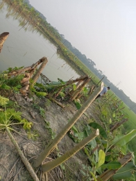 নলছিটিতে রাতের আঁধারে ফলজ গাছের সাথে শত্রুতা,নিঃস্ব কৃষক