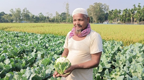লালমনিরহাটের আগাম ফুলকপি চাষে লাভ গুনছেন চাষীরা।।