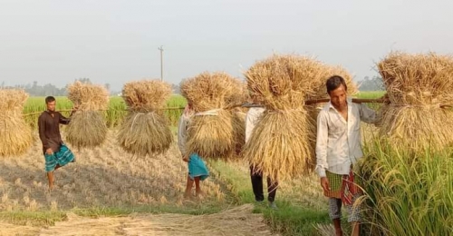 কালীগঞ্জে মাঠ জুড়ে আমন ধান কাটার ধুম কৃষকের মুখে হাসির ঝিলিক।।