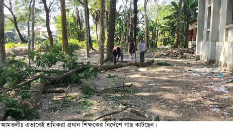 আমতলীতে সরকারী জমির গাছ কেটে নিলেন প্রধান শিক্ষক!