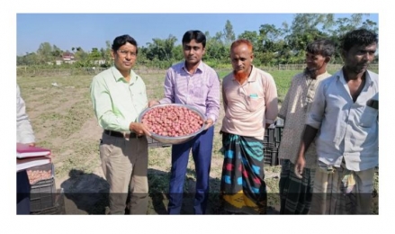 ডোমারের বাজার গুলোতে মিলছে না আগাম আলু। 