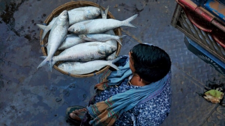 ‘ইলিশের দাম এক হাজার টাকার কমে নিয়ে আসব’
