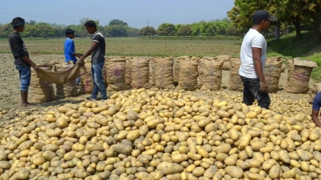 হাত বদলে বাড়ছে আলুর দাম, বিপাকে ভোক্তা
