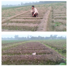 জয়পুরহাটে ব্রাক সিডের আলুর বীজের চারা না গজানোর অভিযোগ