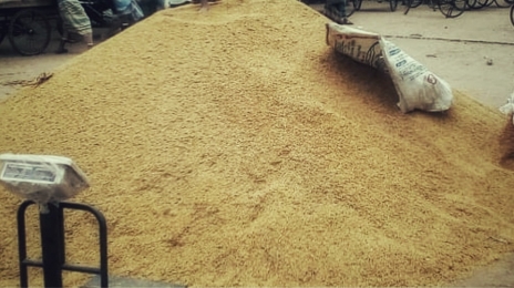 ধানের বাজার মূল্যে খুশি লালমনিরহাটের কৃষকরা