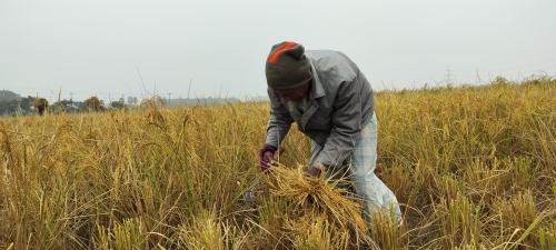 দেখা নেই সূর্যের, শীতে কাঁপছে বরগুনার মানুষ।