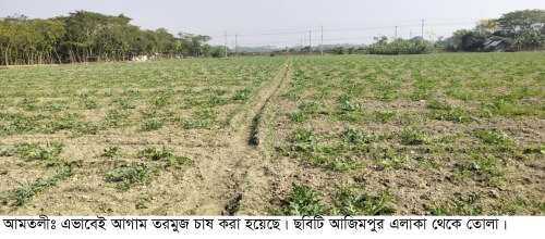 আমতলীতে ৯০০ হেক্টর জমিতে আগাম তরমুজ চাষ। ভালো ফলন পাওয়ার আশা।