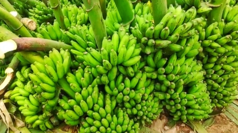 লালমনিরহাটে কলাচাষে ঝুঁকেছে চাষিরা, প্রতি হাটে অর্ধকোটি টাকার বেচাকেনা