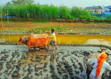 লালমনিরহাটে বোরো ধান চাষে ব্যস্ত সময় পার করছে কৃষকেরা!