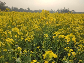 হলুদ সরিষা ফুল যেন প্রকৃতির অপার সৌন্দর্যের লীলা ভূমি
