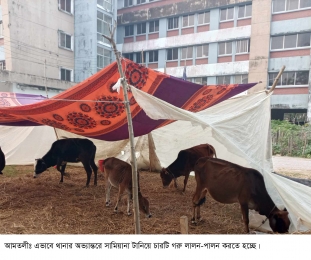 গরু নিয়ে বিপাকে আমতলী থানা পুলিশ।