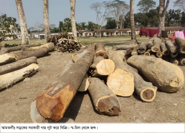 আমতলীতে সড়কের সরকারি গাছ লুট।