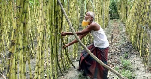 লালমনিরহাটে আখ চাষ অর্থনীতি ও সম্ভাবনার প্রতিচ্ছবি