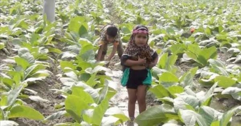 তামাক চাষে শারীরিক এবং প্রাকৃতিক ক্ষতি