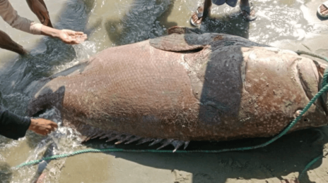 নাফ নদীতে টানা জালে ধরা পড়েছে ১৯৪ কেজি ওজনের বোল মাছ