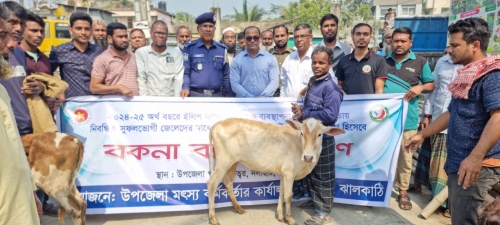নলছিটিতে জেলেদের মাঝে বকনা বাছুর বিতরণ।