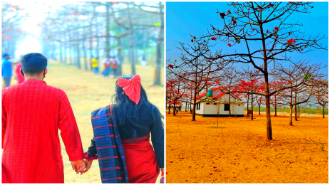 ফাল্গুনের মাঝামাঝি  চুপে চুপে ঝরে পড়ছে সুনামগঞ্জের শিমুল বাগানের ফুল। 