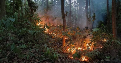 শেরপুরে গারো পাহাড়ে আগুন, হুমকিতে জীববৈচিত্র্য