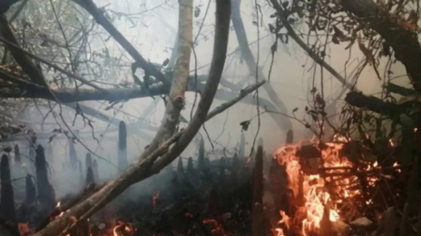 আগুনে জ্বলছে সুন্দরবন 