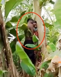 নলছিটিতে একই রশিতে মা ও ছেলের লাশ ঝুলছিল গাছে!উদ্ধার করলো পুলিশ